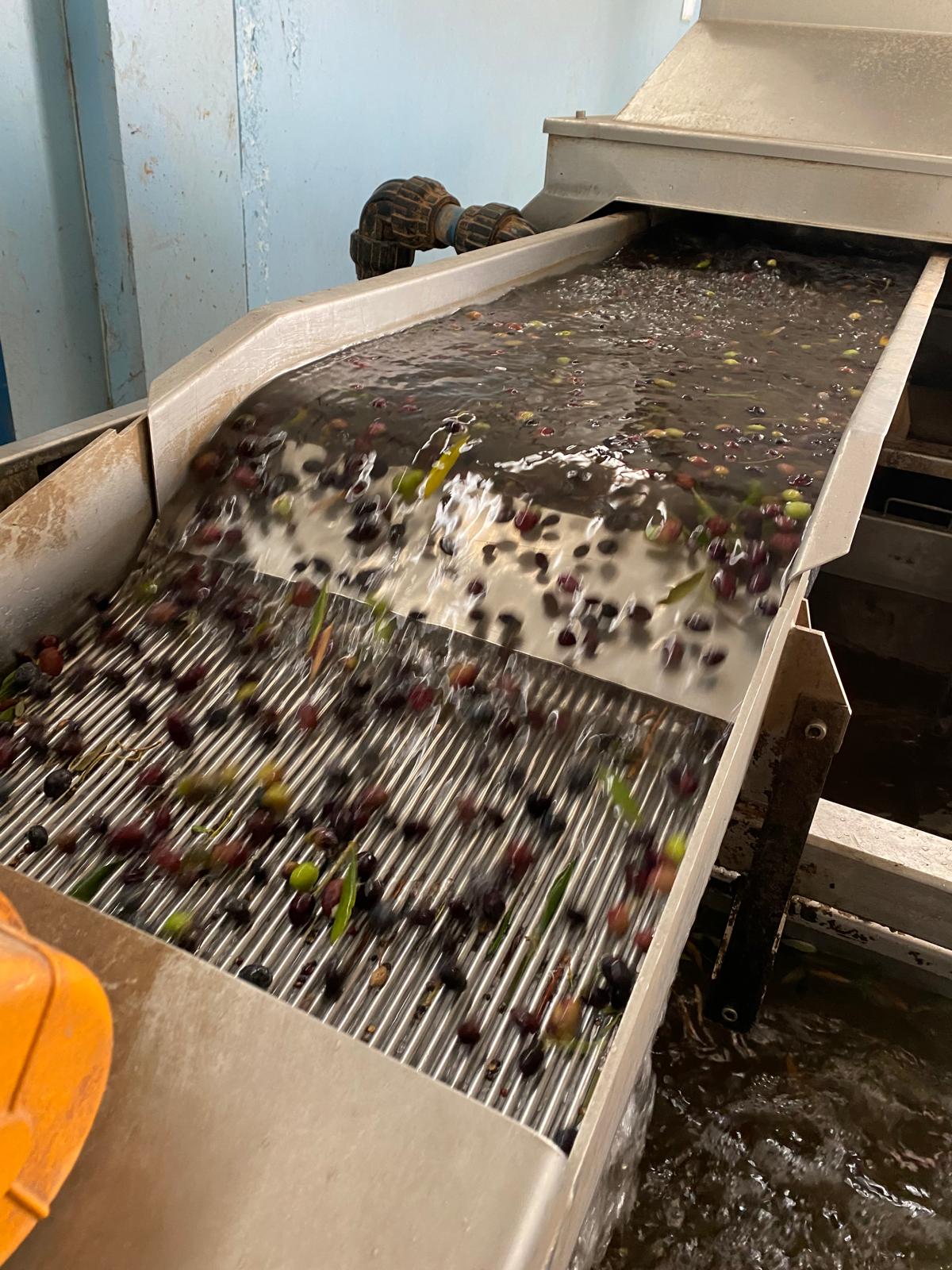 Zeytinyağı Üretimi: Dalından Sofraya Uzanan Doğal Yolculuk