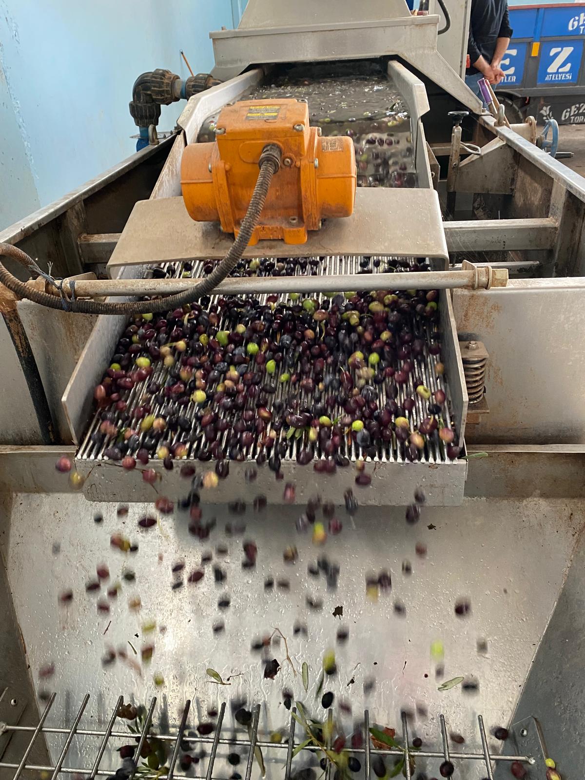 Zeytinyağı Üretiminde Kaliteyi Belirleyen Faktörler Nelerdir?