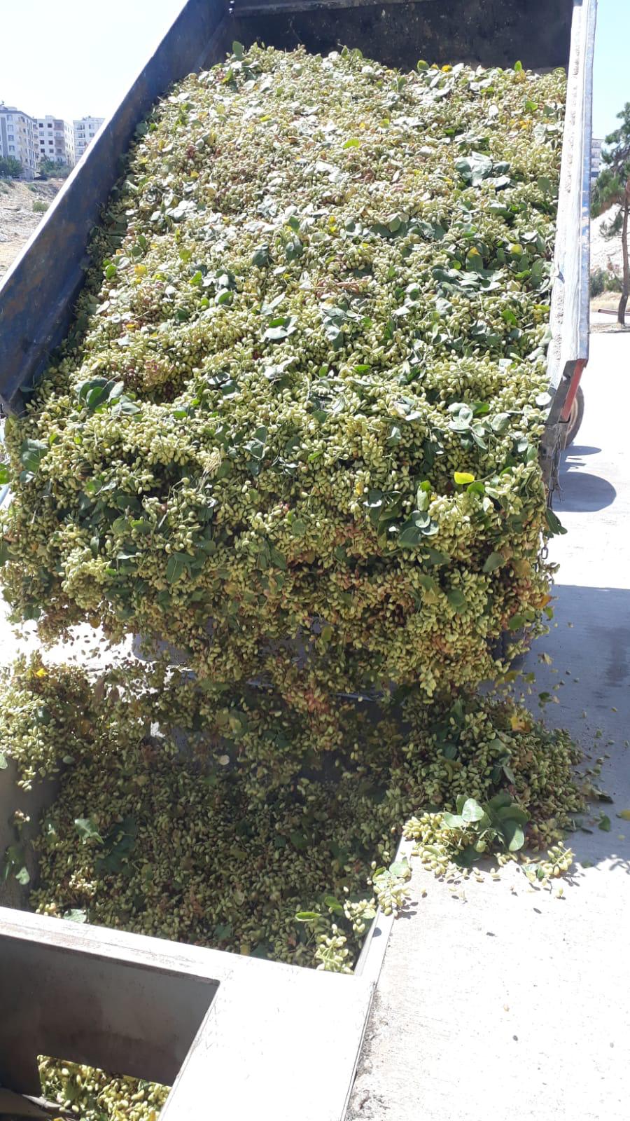 Zeytinyağı Üretimi